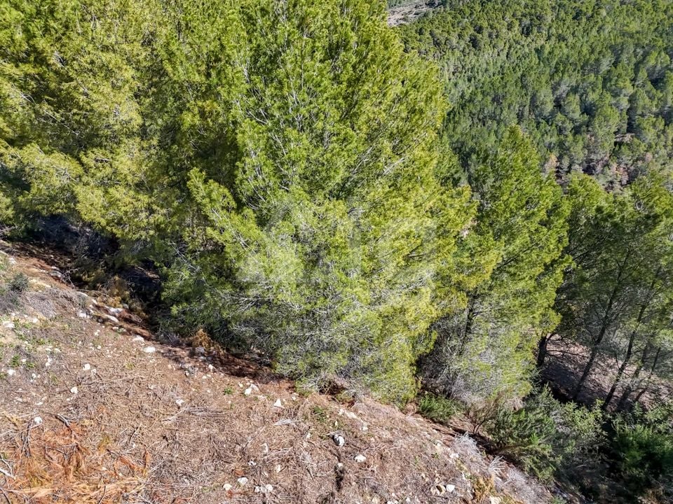 Terrain de  à Callosa de Ensarriá- ICB143629 - Photo - 5