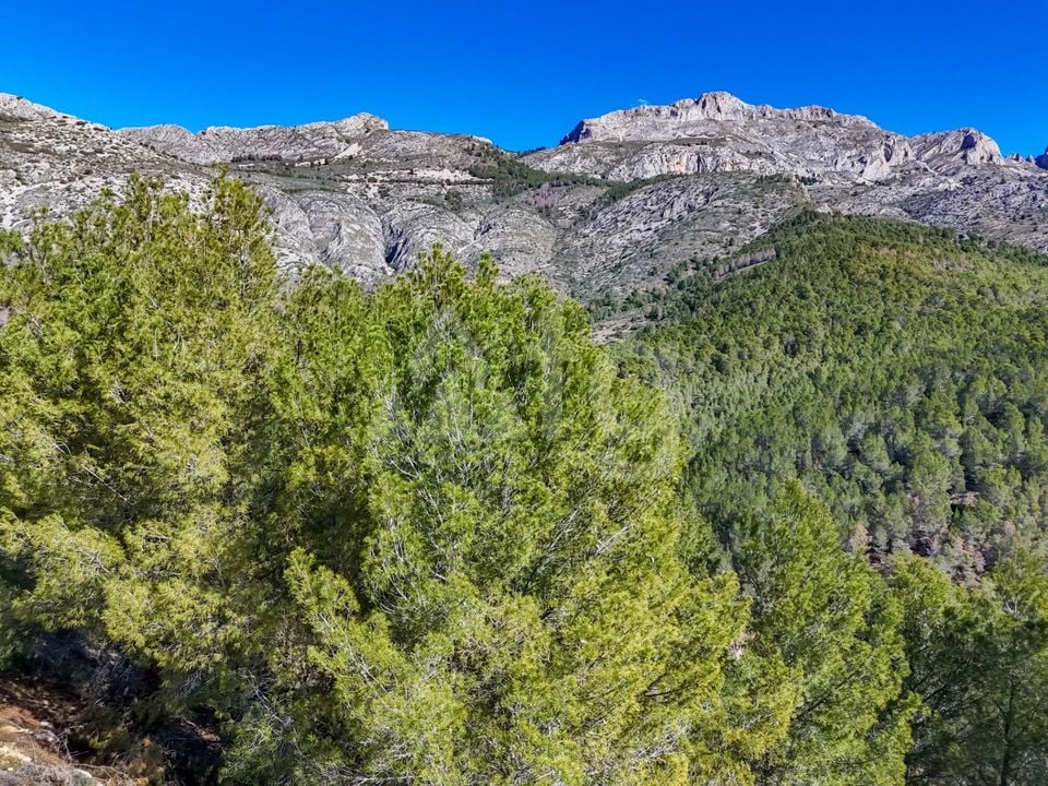 Terrain de  à Callosa de Ensarriá- ICB143629 - Photo - 8