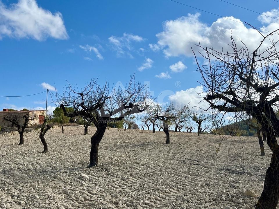 Parcela de  en Bullas- GS149464 - Foto - 7