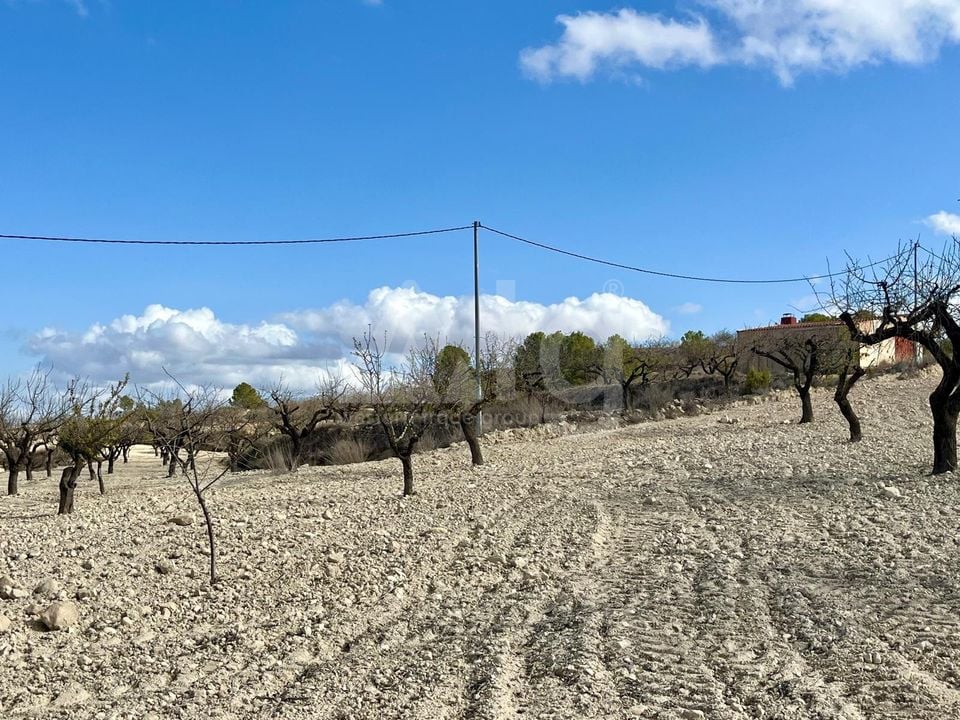 Parcela de  en Bullas- GS149464 - Foto - 8