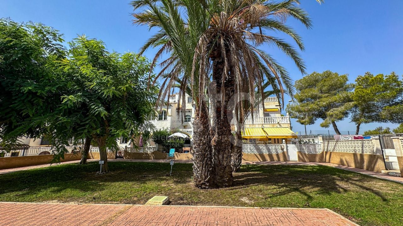 1 bedroom Bungalow in San Miguel de Salinas - RCJ152928 - Photo - 13