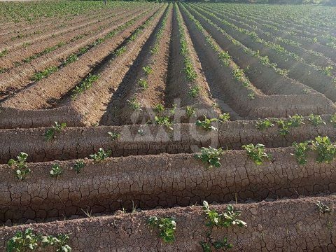  Plot in Orihuela- DPR155870 - Photo - 10