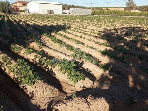  Plot in Orihuela- DPR155870 - Photo - 9