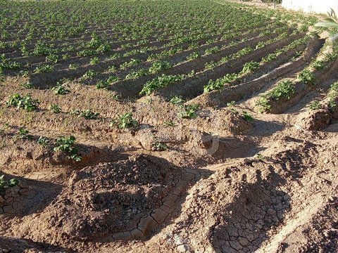  Plot in Orihuela- DPR155870 - Photo - 11