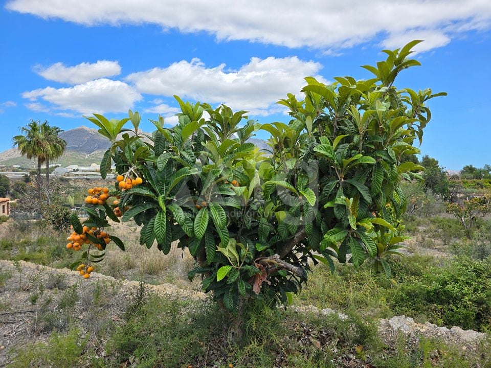  Plot in La Nucia- PX57502 - Photo - 12