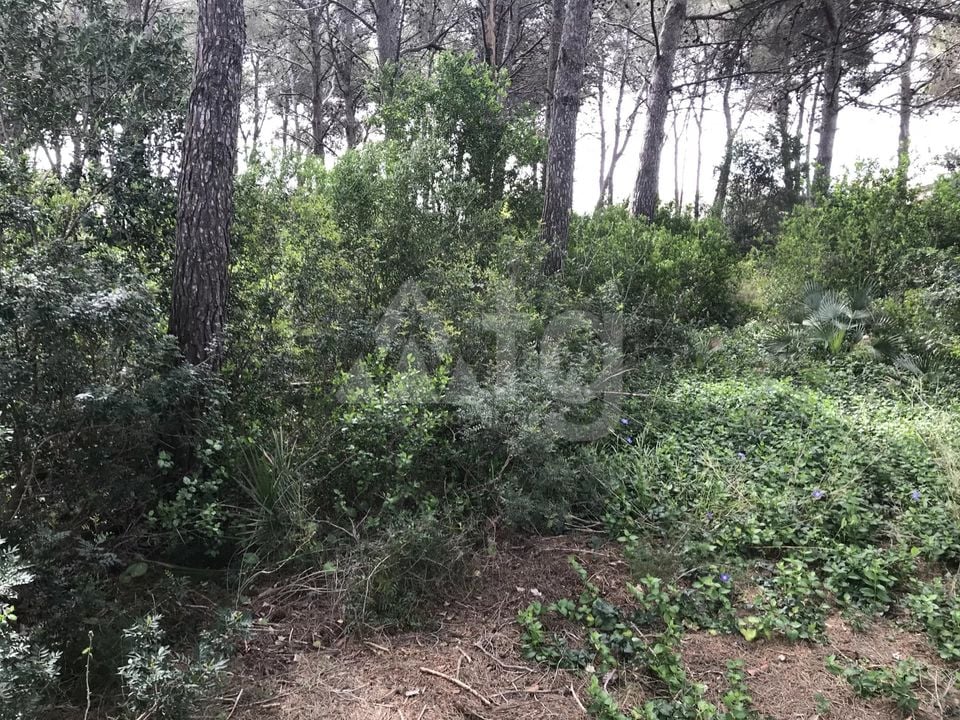  Grundstück in Xàbia- BES45407 - Foto - 5