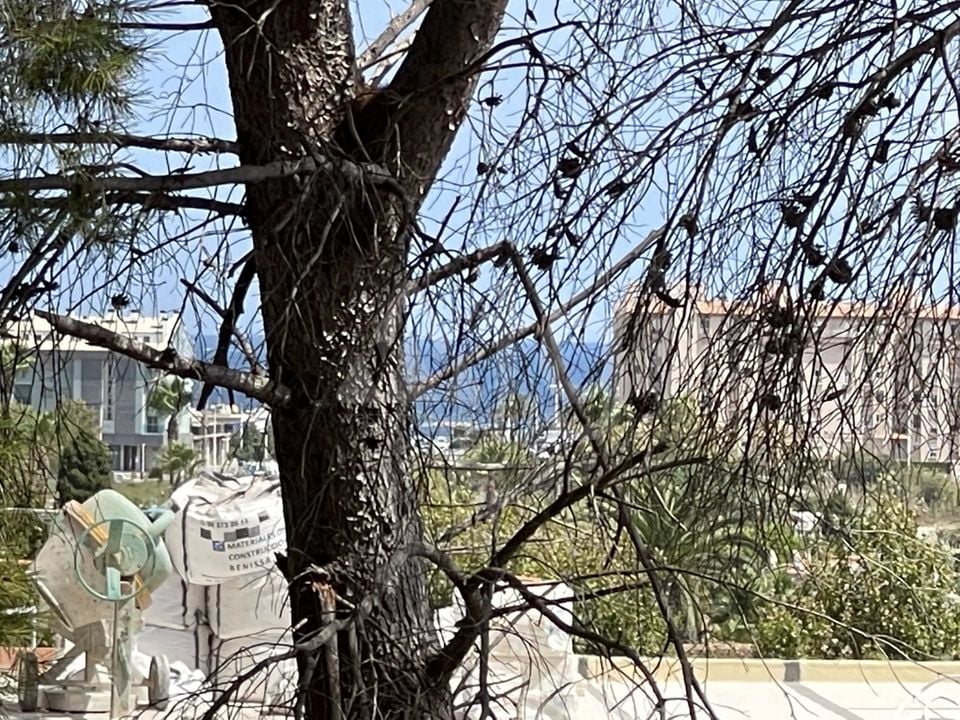 Parcela de  en Jávea- BES45413 - Foto - 6