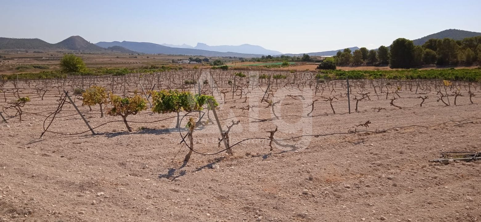  Pozemek v Pinoso- SIP54140 - Foto - 1