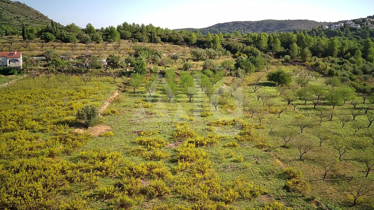 Parcelă cu  în Murla- PGP70458 - Imagini - 4