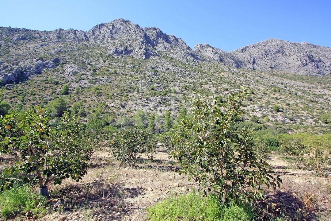 Terrain de  à Beniarbeig- PGP70461 - Photo - 8