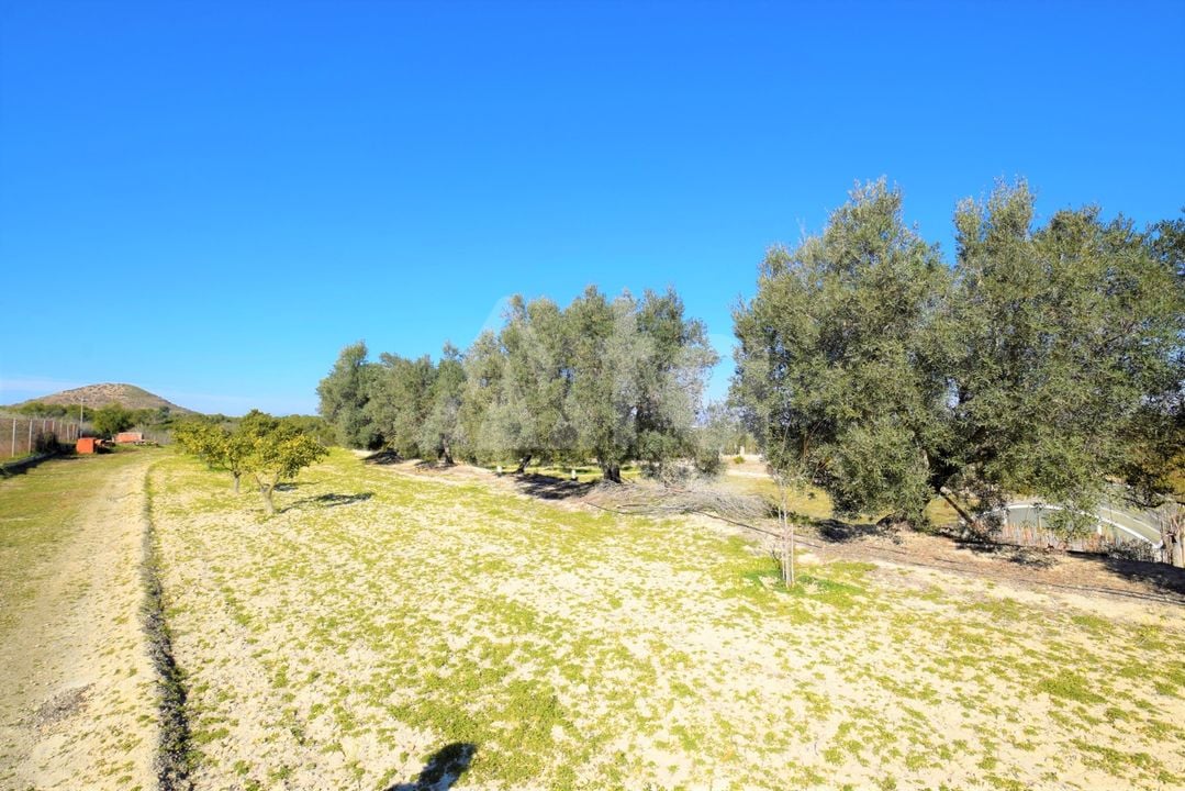 Vilă cu 3 dormitoare în Guardamar del Segura - NSP77255 - Imagini - 20