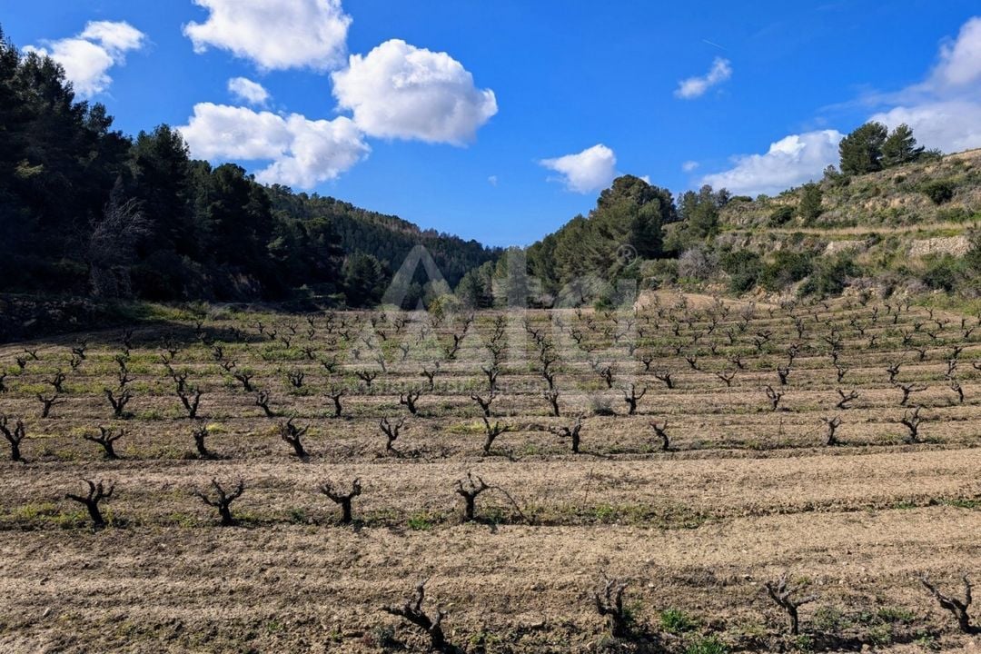  Pozemek v Benissa- CBP80902 - Foto - 15