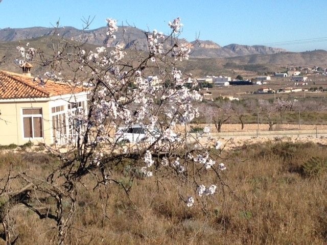  Grundstück in Hondón de los Frailes- CNM93008 - Foto - 5