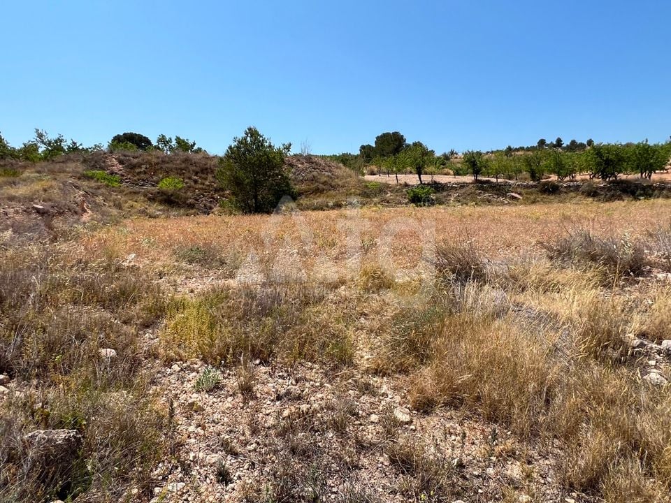  Plot in Hondón de los Frailes- CNM93085 - Photo - 3