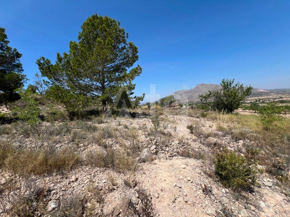 Plot in Hondón de los Frailes- CNM93085 - Photo - 12