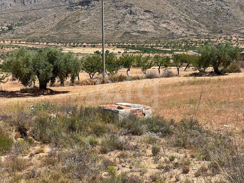  Plot in Hondón de los Frailes- CNM93085 - Photo - 19