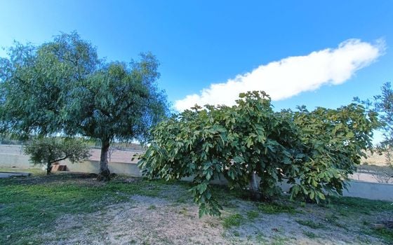 Villa   v Hondón de los Frailes, 4 ložnice - CNM155705 - Foto - Small - 21