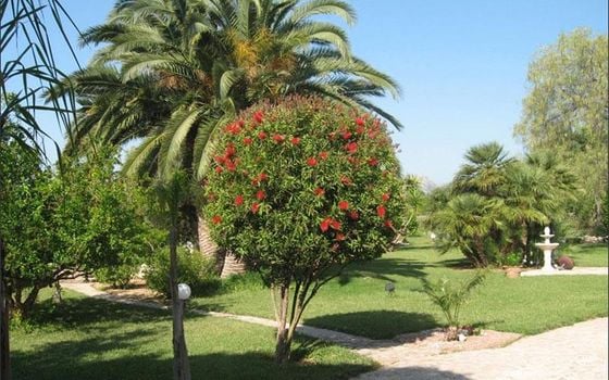 Villa de 4 chambres à Denia - RD125747 - Photo - Small - 24