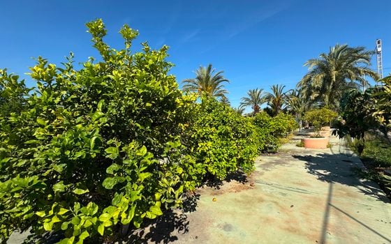 Vilă cu 4 dormitoare în Elche - NSP140818 - Imagini - Small - 28