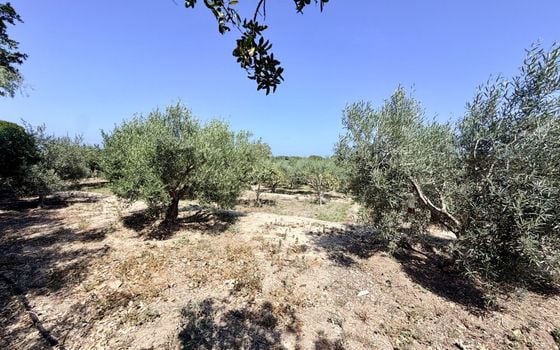 5 bedroom Villa in La Marina del Pinet - CSH142585 - Photo - Small - 19