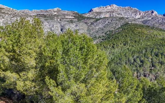 Terrain de  à Callosa de Ensarriá- ICB143629 - Photo - Small - 8
