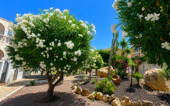 1 bedroom Bungalow in La Mata - CI147553 - Photo - Small - 15