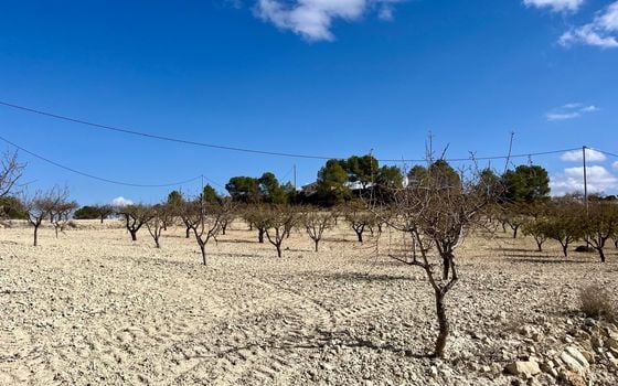 Parcela de  en Bullas- GS149464 - Foto - 5