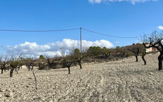 Parcela de  en Bullas- GS149464 - Foto - Small - 8
