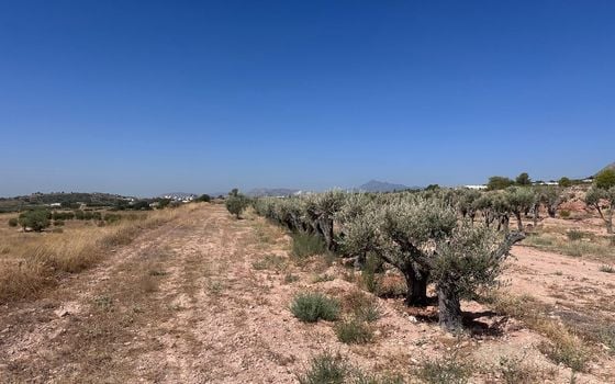 Terrain de  à Murcia- SIP150397 - Photo - Small - 6