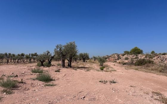 Terrain de  à Murcia- SIP150397 - Photo - Small - 8
