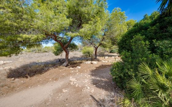 Bungalow de 2 chambres à Torrevieja - HRE150547 - Photo - Small - 29