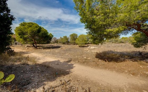 Bungalow de 2 chambres à Torrevieja - HRE150547 - Photo - Small - 31
