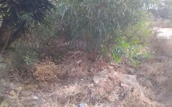 Parcela de  en Algorfa- MP153417 - Foto - 2