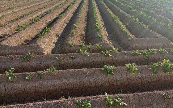  Plot in Orihuela- DPR155870 - Photo - Small - 10