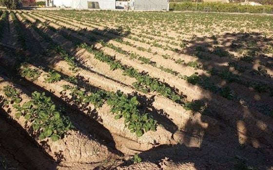  Plot in Orihuela- DPR155870 - Photo - Small - 9