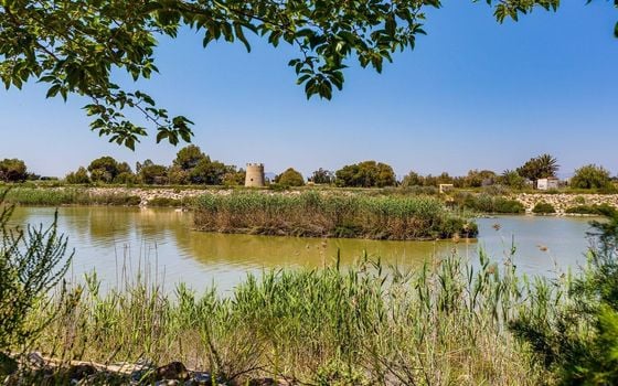 2 bedroom Bungalow in La Marina - HRE157507 - Photo - Small - 35