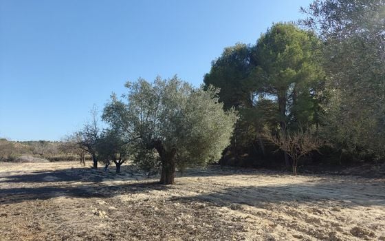  Plot in Torremendo- ERD159684 - Photo - 1