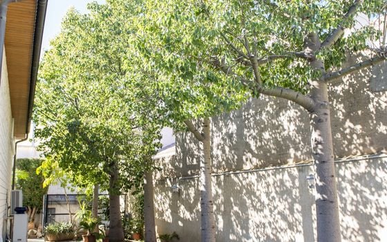 5 bedroom Villa in San Pedro del Pinatar - RP44258 - Photo - Small - 69