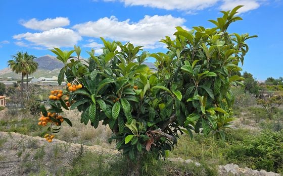  Plot in La Nucia- PX57502 - Photo - Small - 12