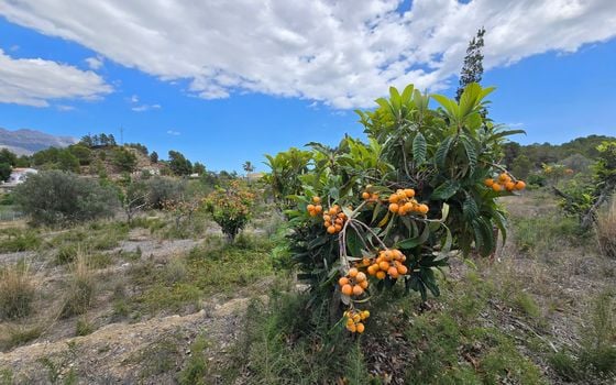  Plot in La Nucia- PX57502 - Photo - Small - 13