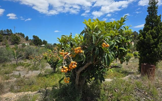  Plot in La Nucia- PX57502 - Photo - Small - 14