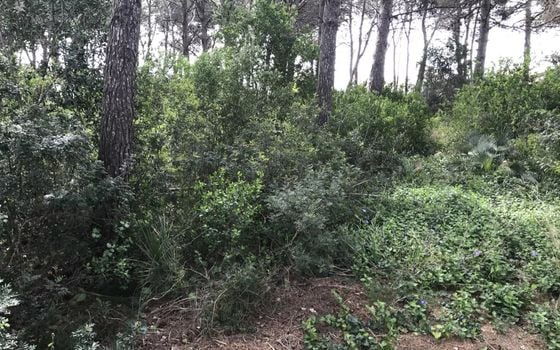  Grundstück in Xàbia- BES45407 - Foto - 5