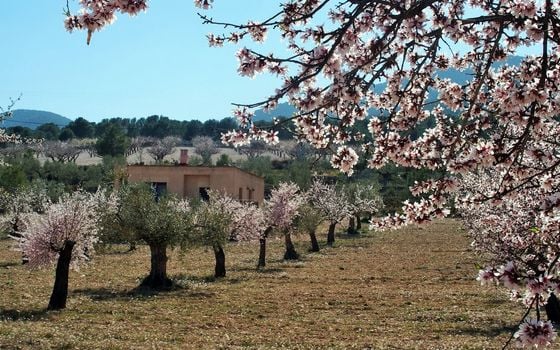 1 bedroom Villa in Castalla - WI62462 - Photo - Small - 10