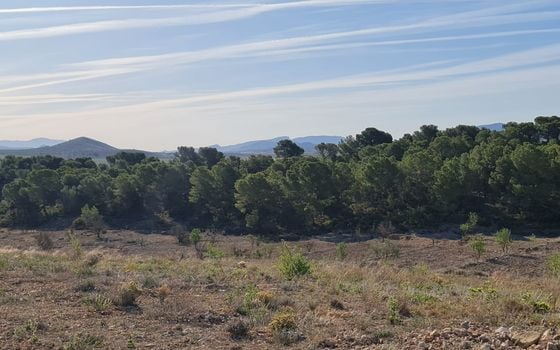 Terrain de  à Jumilla- SIP67525 - Photo - Small - 8