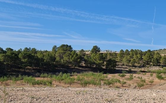 Terrain de  à Jumilla- SIP67525 - Photo - Small - 9