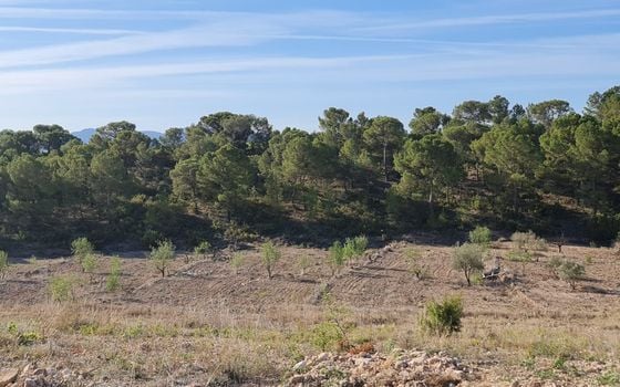 Terrain de  à Jumilla- SIP67525 - Photo - Small - 10