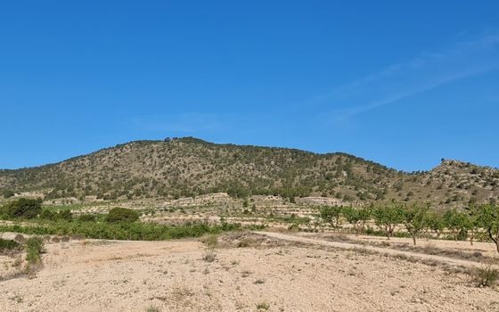 Terrain de  à Jumilla- SIP67525 - Photo - Small - 12