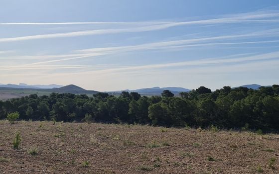 Terrain de  à Jumilla- SIP67525 - Photo - Small - 14