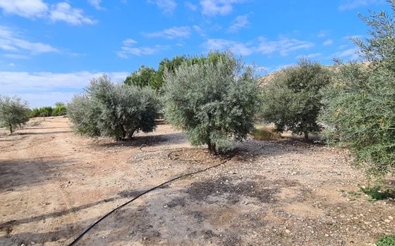 Vilă cu 3 dormitoare în Orihuela - GS71627 - Imagini - Small - 40