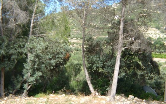  Grundstück in Alcalalí- PGP70400 - Foto - Small - 7